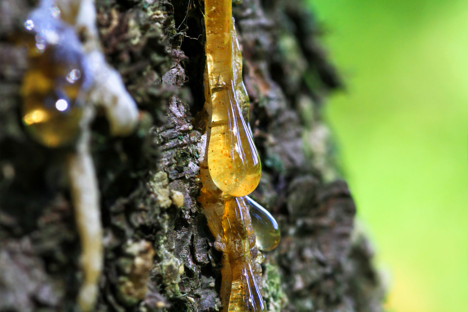 Tree sap removal guide